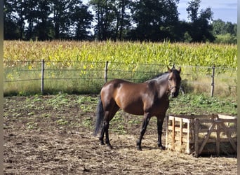 Belgisches Warmblut, Stute, 9 Jahre, 136 cm, Brauner