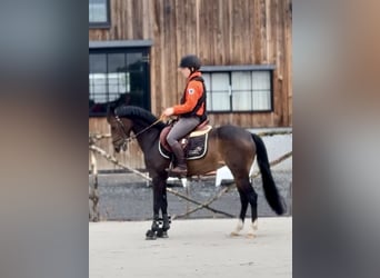 Belgisches Warmblut, Stute, 9 Jahre, 144 cm, Schwarzbrauner