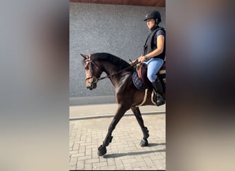 Belgisches Warmblut, Stute, 9 Jahre, 144 cm, Schwarzbrauner