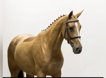 Belgisches Warmblut, Stute, 9 Jahre, 163 cm, Fuchs