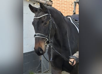 Belgisches Warmblut, Stute, 9 Jahre, 164 cm, Dunkelbrauner