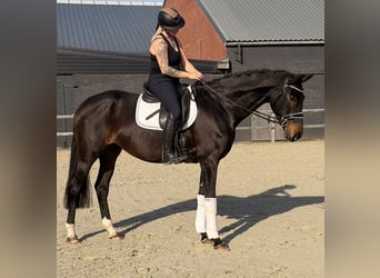 Belgisches Warmblut, Stute, 9 Jahre, 164 cm, Dunkelbrauner