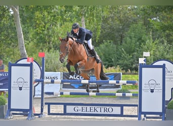 Belgisches Warmblut, Stute, 9 Jahre, 165 cm, Brauner