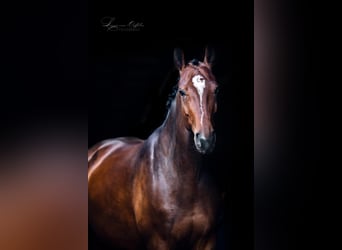 Belgisches Warmblut, Stute, 9 Jahre, 165 cm, Dunkelbrauner