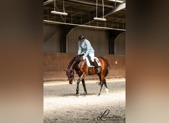 Belgisches Warmblut, Stute, 9 Jahre, 165 cm, Dunkelbrauner