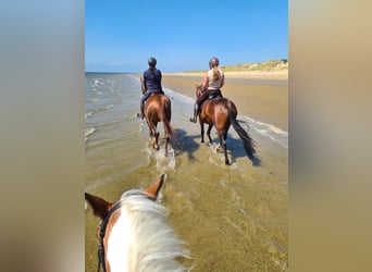 Belgisches Warmblut, Stute, 9 Jahre, 165 cm, Dunkelbrauner