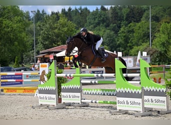Belgisches Warmblut, Stute, 9 Jahre, 166 cm, Brauner