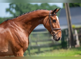 Belgisches Warmblut, Stute, 9 Jahre, 168 cm