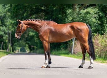 Belgisches Warmblut, Stute, 9 Jahre, 168 cm