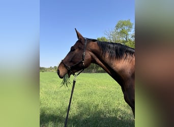 Belgisches Warmblut, Stute, 9 Jahre, 170 cm, Brauner