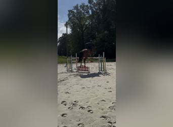 Belgisches Warmblut, Stute, 9 Jahre, 170 cm, Brauner
