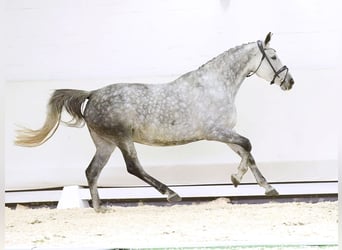 Belgisches Warmblut, Stute, 9 Jahre, 171 cm, Schimmel