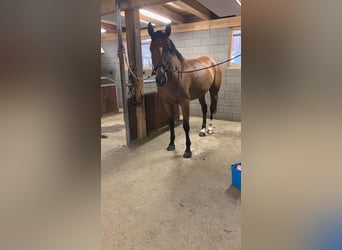 Belgisches Warmblut, Stute, 9 Jahre, 172 cm, Brauner