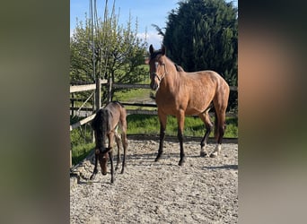 Belgisches Warmblut, Stute, 9 Jahre, 172 cm, Brauner