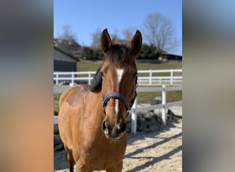 Belgisches Warmblut, Stute, 9 Jahre, 172 cm, Brauner