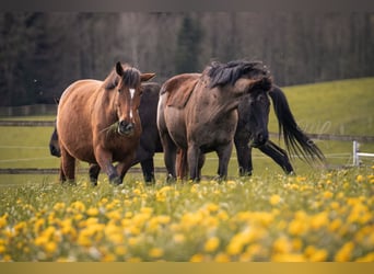 Belgisches Warmblut, Stute, 9 Jahre, 172 cm, Brauner