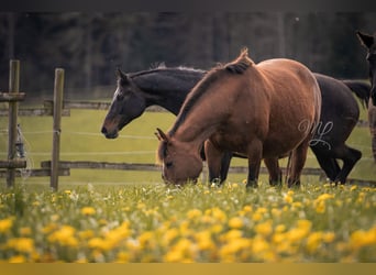 Belgisches Warmblut, Stute, 9 Jahre, 172 cm, Brauner