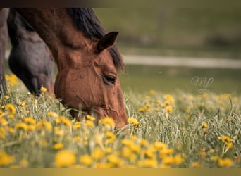 Belgisches Warmblut, Stute, 9 Jahre, 172 cm, Brauner