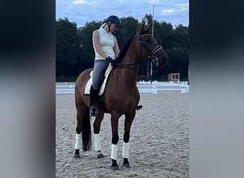 Belgisches Warmblut, Stute, 9 Jahre, 175 cm, Brauner