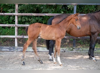 Belgisches Warmblut, Stute, Fohlen (05/2024), Brauner