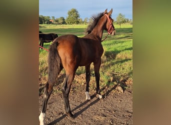 Belgisches Warmblut, Stute, Fohlen (06/2024), Brauner