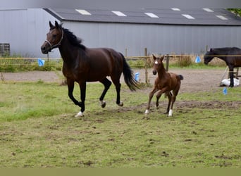 Belgisches Warmblut, Stute, Fohlen (06/2024), Brauner