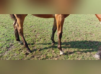 Belgisches Warmblut, Stute, Fohlen (05/2023), Brauner