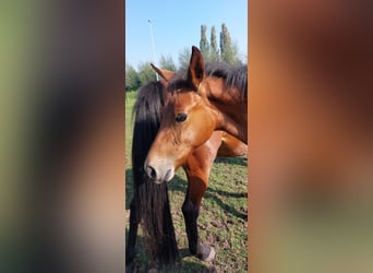 Belgisches Warmblut, Stute, Fohlen (05/2023), Brauner