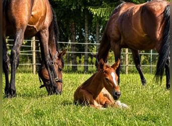 Belgisches Warmblut, Stute, Fohlen (01/2026), Brauner