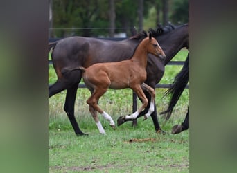 Belgisches Warmblut, Stute, Fohlen (01/2026), Brauner