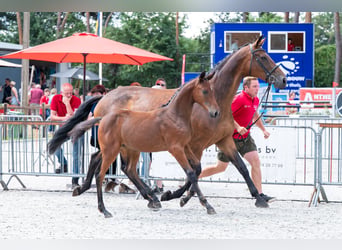 Belgisches Warmblut, Stute, Fohlen (04/2026)