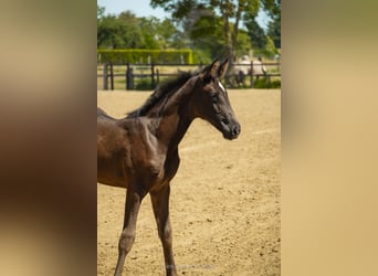 Belgisches Warmblut, Stute, Fohlen (05/2026), Dunkelbrauner