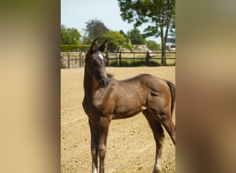 Belgisches Warmblut, Stute, Fohlen (05/2026), Dunkelbrauner