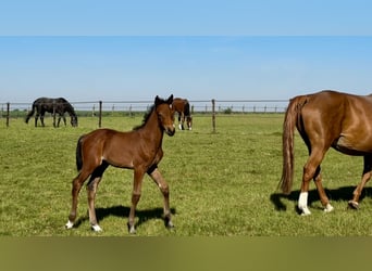 Belgisches Warmblut, Stute, , Dunkelbrauner