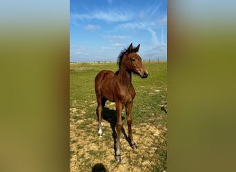 Belgisches Warmblut, Stute, , Dunkelbrauner