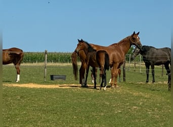 Belgisches Warmblut, Stute, Fohlen (03/2025), Dunkelbrauner