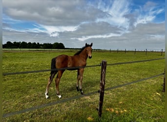 Belgisches Warmblut, Stute, , Dunkelbrauner