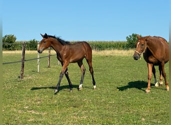 Belgisches Warmblut, Stute, Fohlen (03/2025), Dunkelbrauner