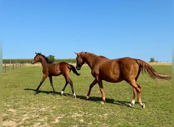Belgisches Warmblut, Stute, Fohlen (03/2025), Dunkelbrauner