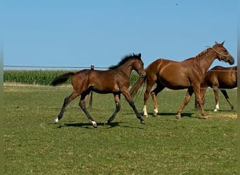 Belgisches Warmblut, Stute, Fohlen (03/2025), Dunkelbrauner