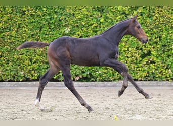 Belgisches Warmblut, Stute, Fohlen (05/2024), Dunkelbrauner