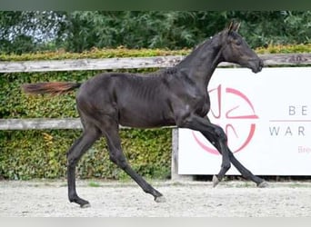 Belgisches Warmblut, Stute, Fohlen (04/2023), Dunkelbrauner