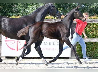 Belgisches Warmblut, Stute, Fohlen (05/2023), Dunkelbrauner
