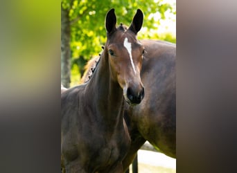 Belgisches Warmblut, Stute, Fohlen (05/2025), Dunkelbrauner