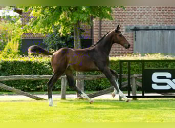 Belgisches Warmblut, Stute, Fohlen (05/2025), Dunkelbrauner