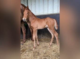 Belgisches Warmblut, Stute, , Dunkelfuchs