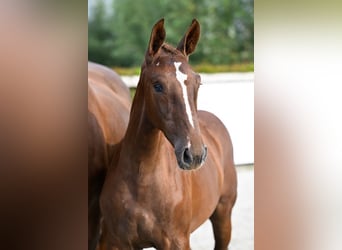 Belgisches Warmblut, Stute, Fohlen (05/2023), Dunkelfuchs