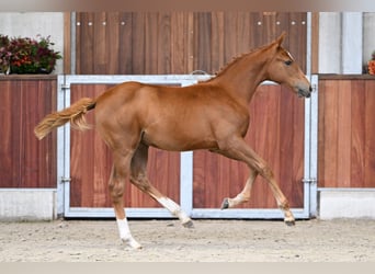 Belgisches Warmblut, Stute, Fohlen (05/2025), Dunkelfuchs