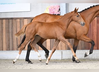 Belgisches Warmblut, Stute, Fohlen (05/2025), Dunkelfuchs