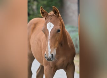 Belgisches Warmblut, Stute, Fohlen (05/2025), Dunkelfuchs